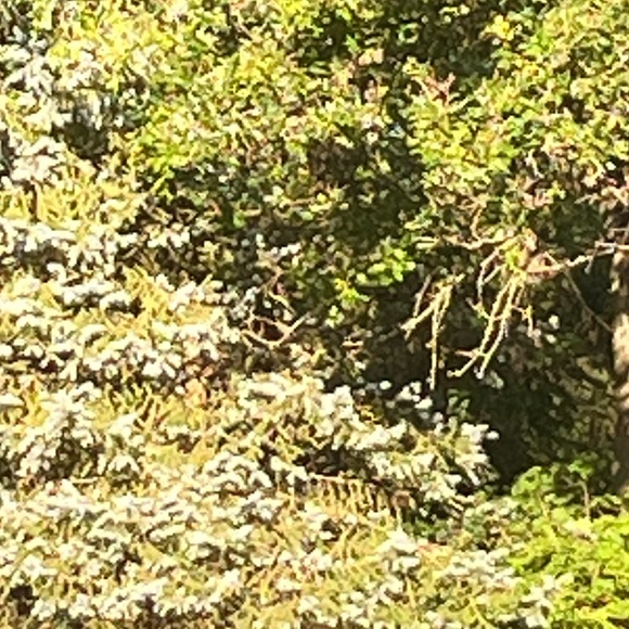 kkatoll